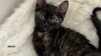 Pepper - Photo 6