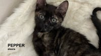 Pepper - Photo 4