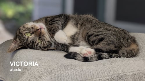 VICTORIA - Domestic Short Hair available for adoption