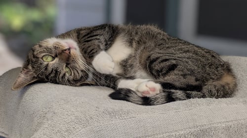 VICTORIA - Domestic Short Hair available for adoption