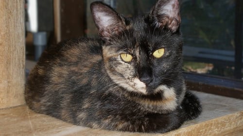 DELILAH - Domestic Short Hair available for adoption