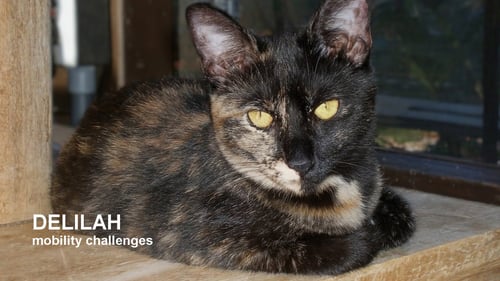 DELILAH - Domestic Short Hair available for adoption