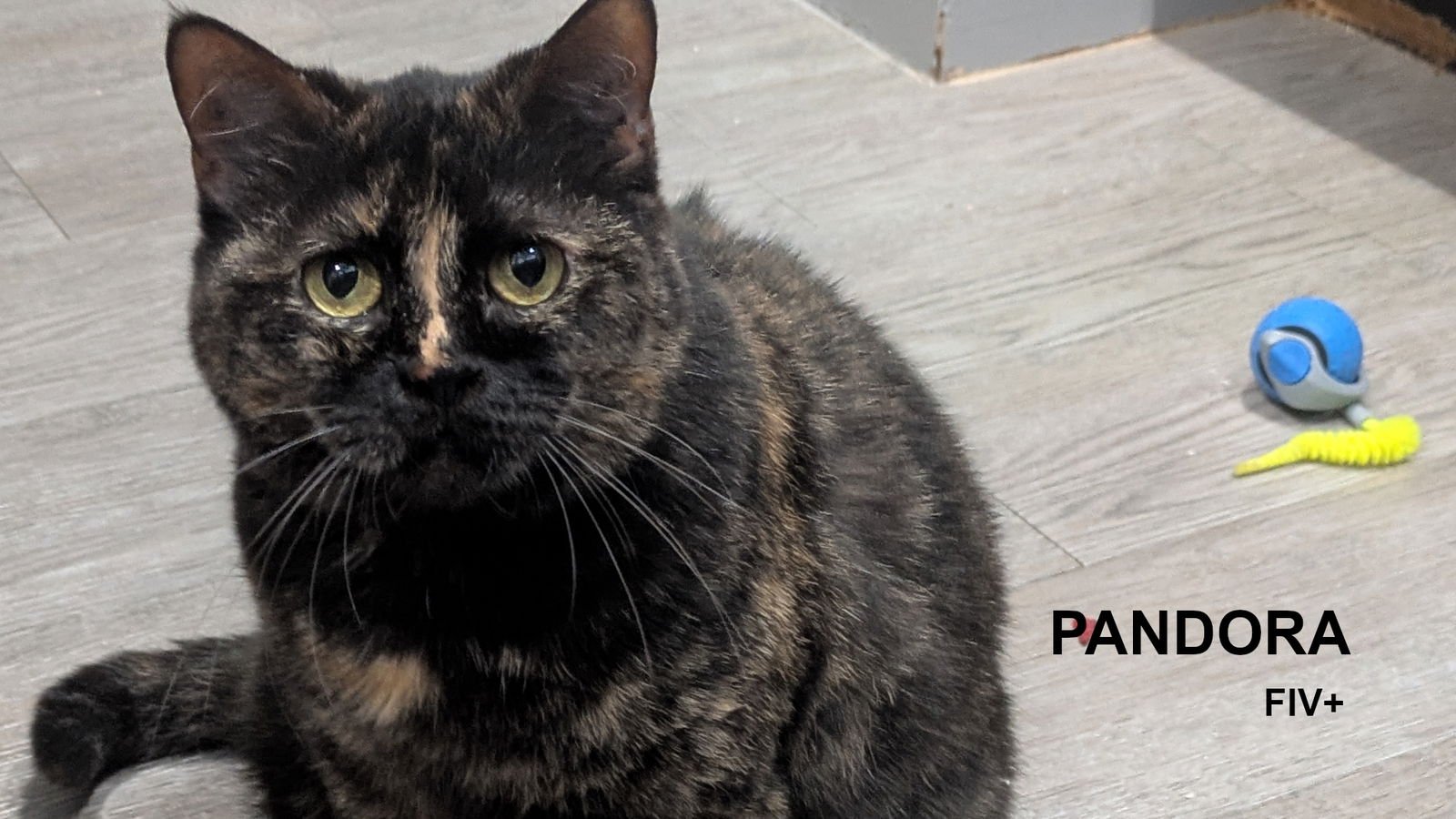 PANDORA - Tortoiseshell available for adoption