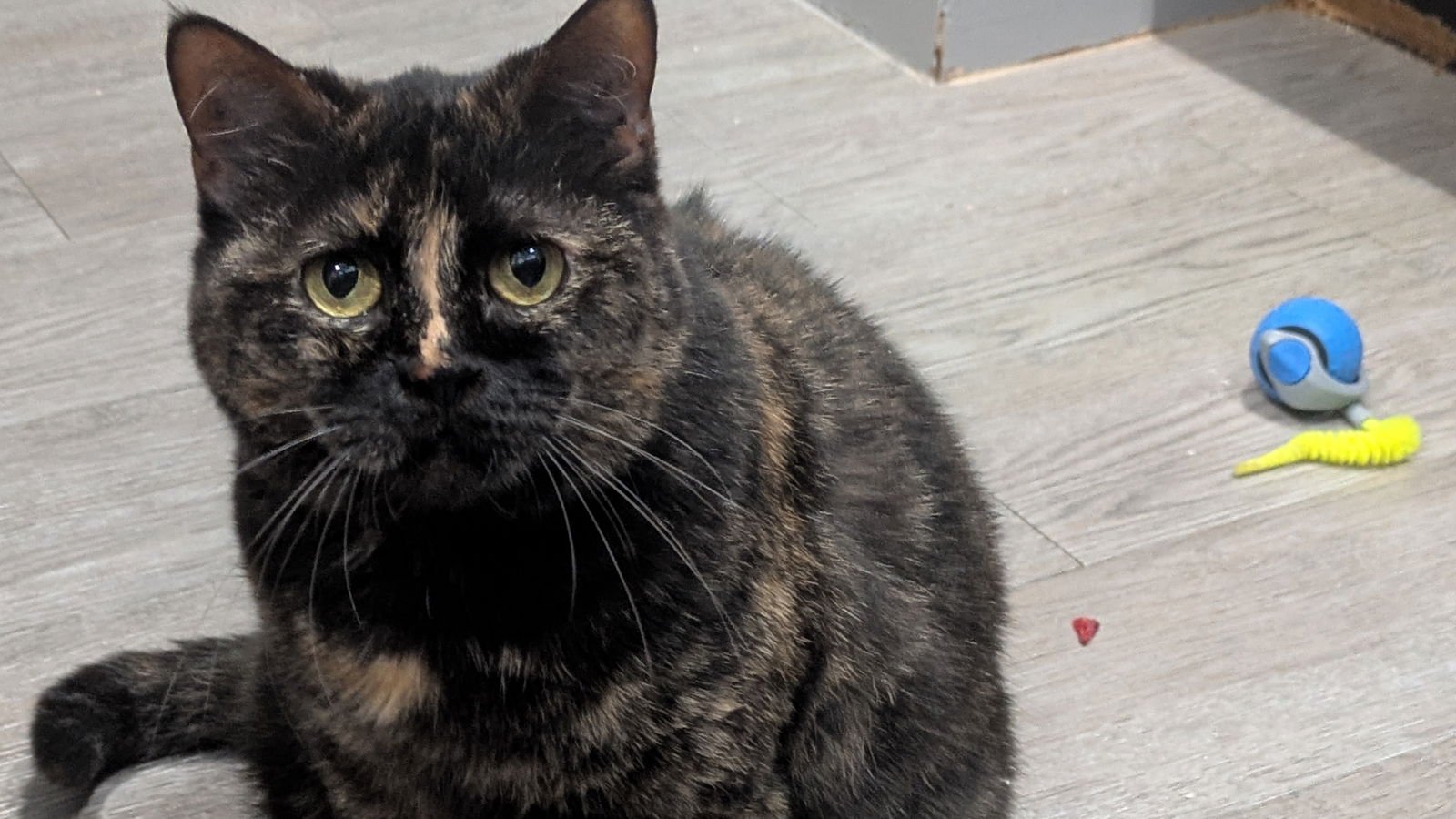 PANDORA - Tortoiseshell available for adoption