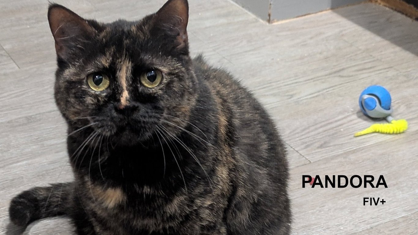 Pandora Image