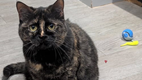 PANDORA - Tortoiseshell available for adoption