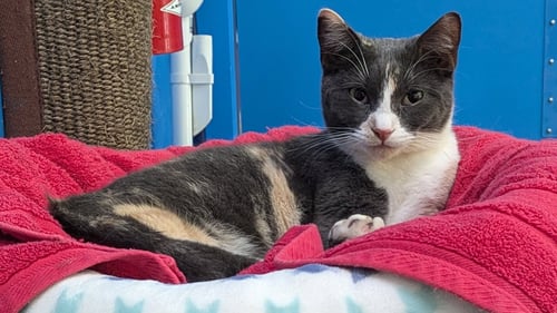DUSTY - Calico available for adoption
