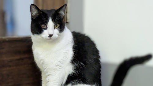 ROSS - Domestic Short Hair available for adoption