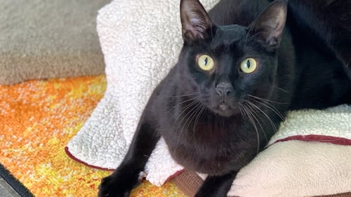 BEAR - Domestic Short Hair available for adoption