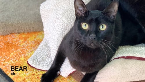 BEAR - Domestic Short Hair available for adoption