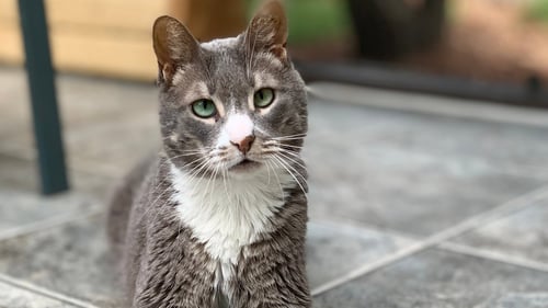 HENDRIX - Domestic Short Hair available for adoption