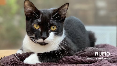 RUFIO - Domestic Short Hair available for adoption