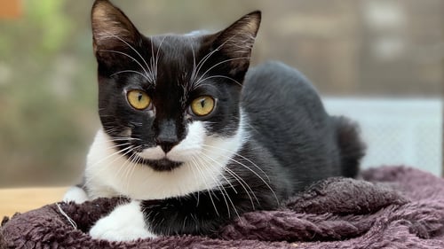 RUFIO - Domestic Short Hair available for adoption