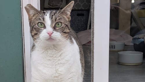 CANDY - Domestic Short Hair available for adoption