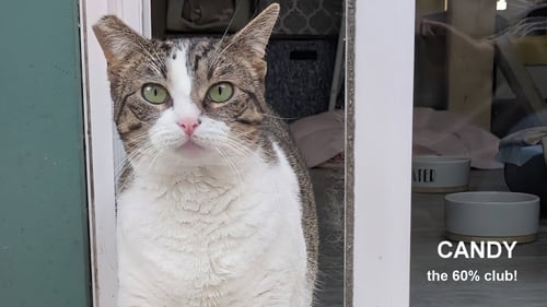 CANDY - Domestic Short Hair available for adoption