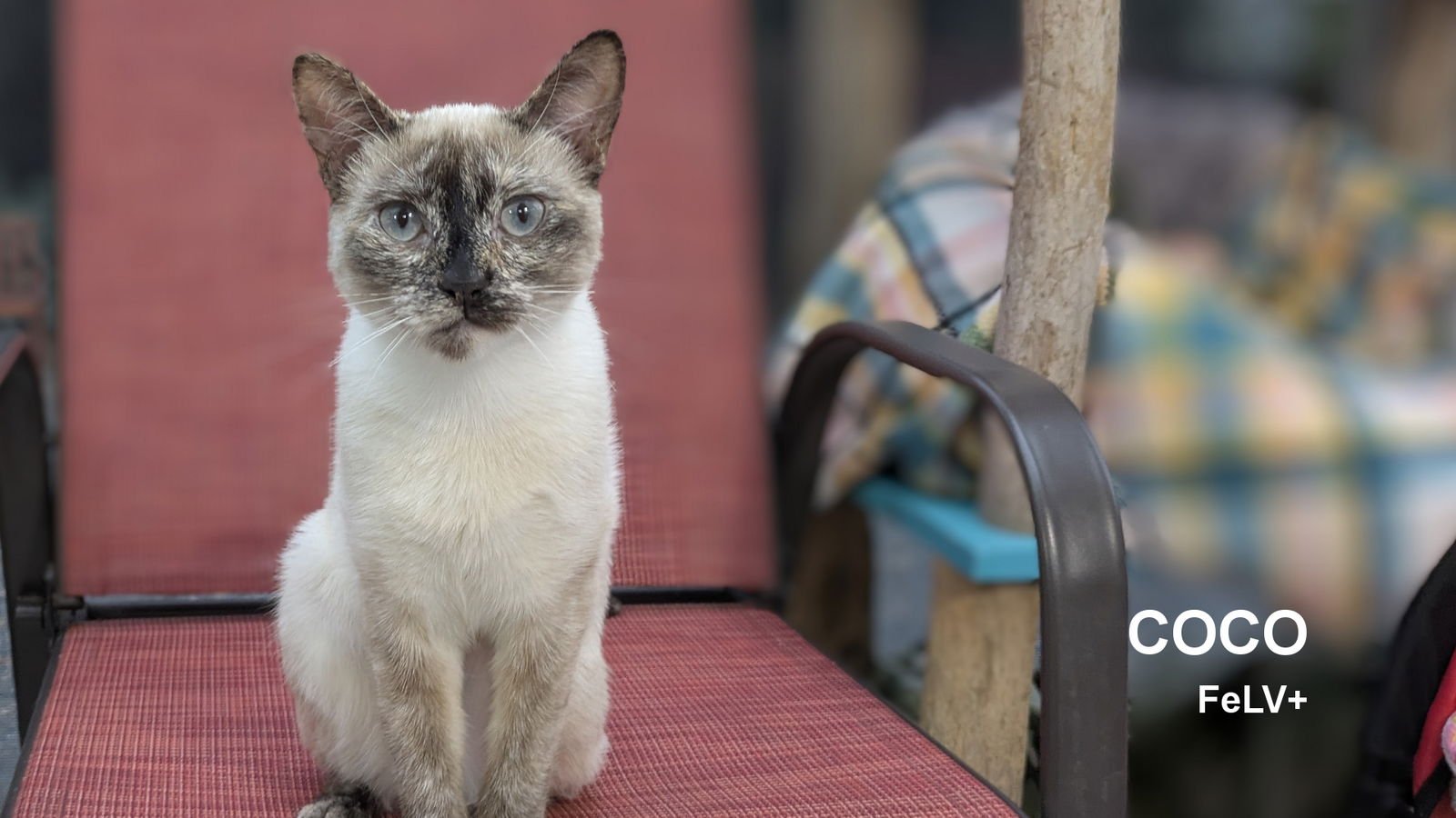 COCO - Siamese available for adoption