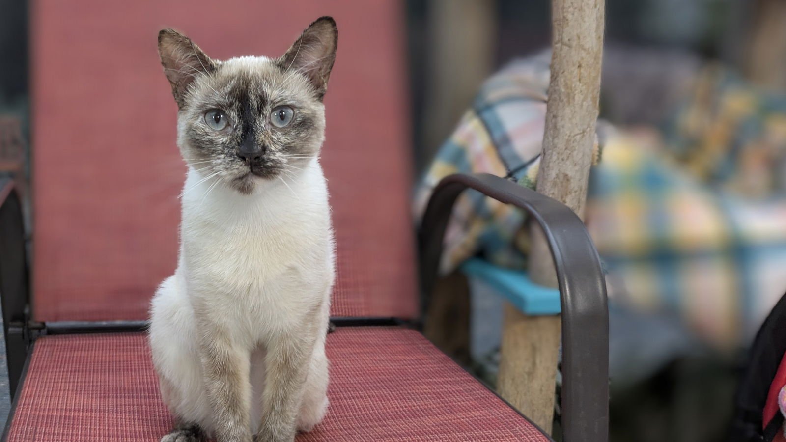 COCO - Siamese available for adoption