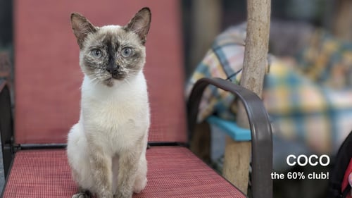 COCO - Siamese available for adoption