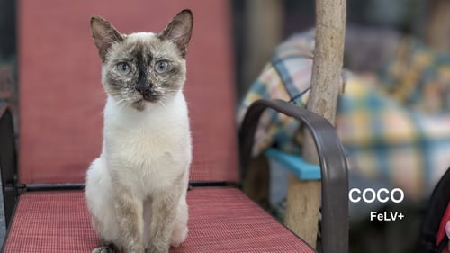COCO - Siamese available for adoption