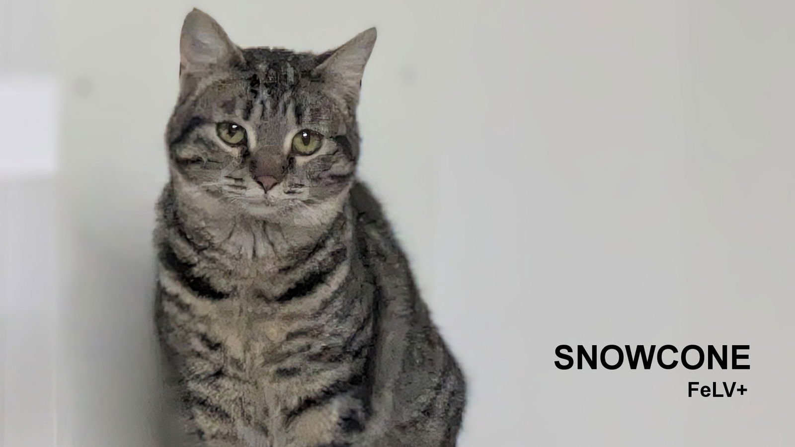 SNOWCONE - Domestic Short Hair available for adoption