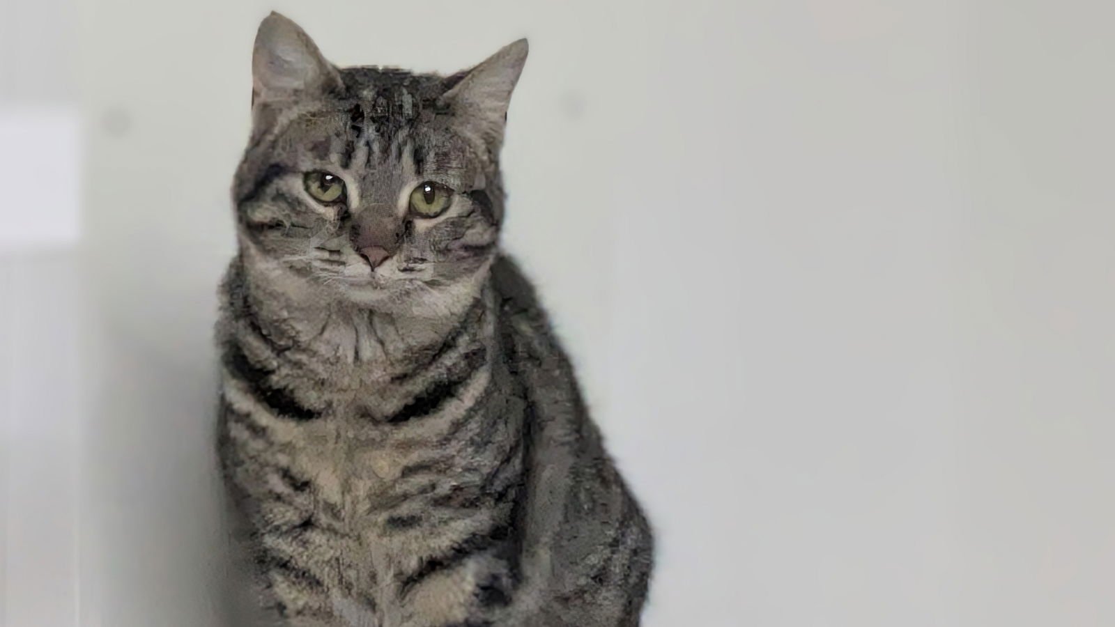 SNOWCONE - Domestic Short Hair available for adoption