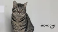 Snowcone - Photo 1