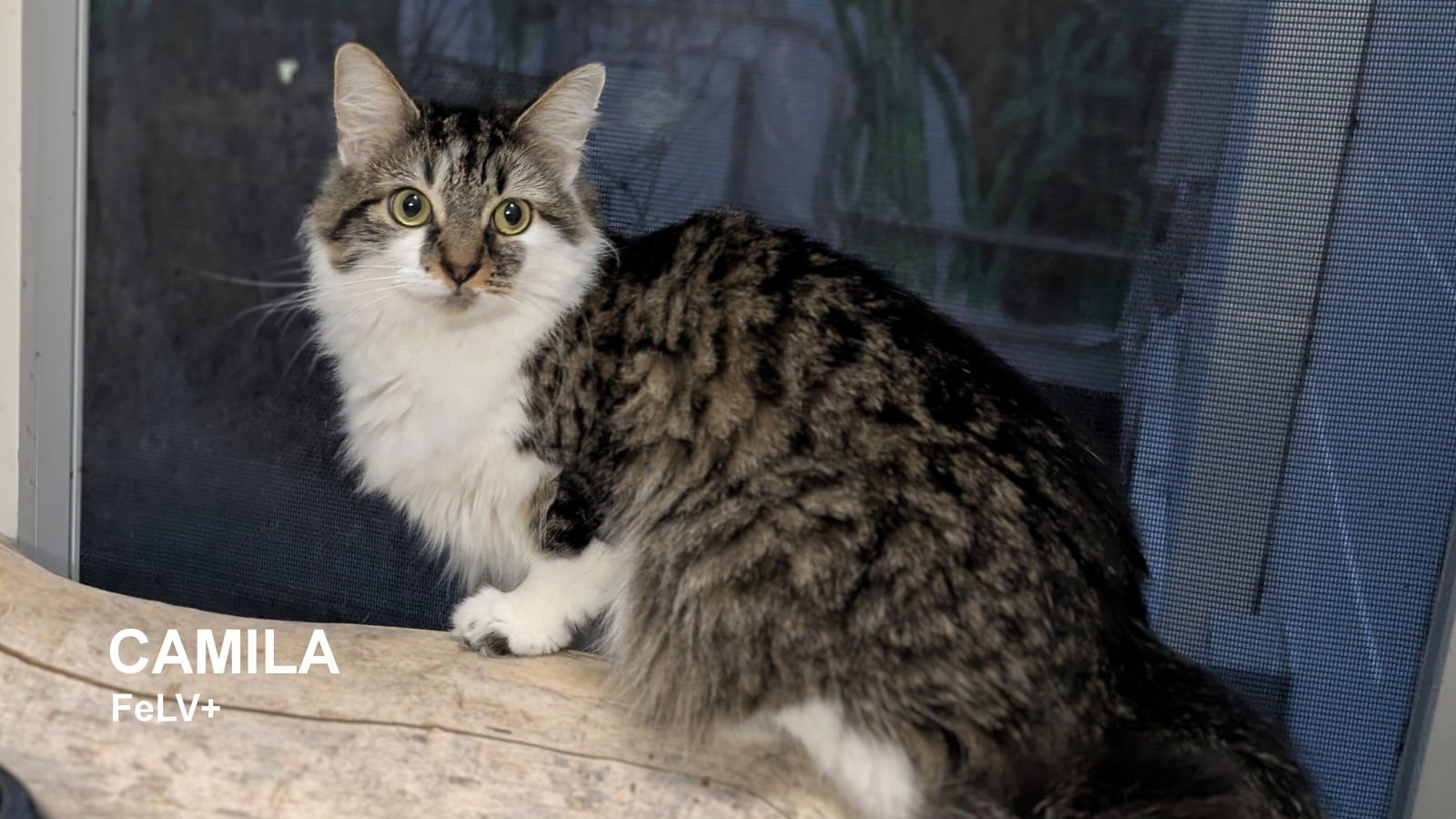 CAMILA - Domestic Long Hair available for adoption
