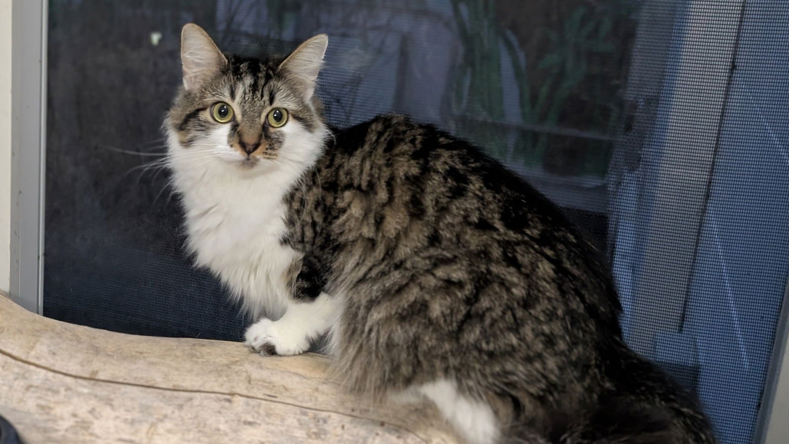 CAMILA - Domestic Long Hair available for adoption