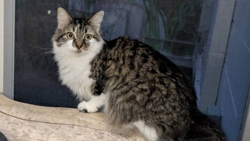 CAMILA - Domestic Long Hair available for adoption