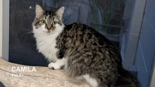 CAMILA - Domestic Long Hair available for adoption