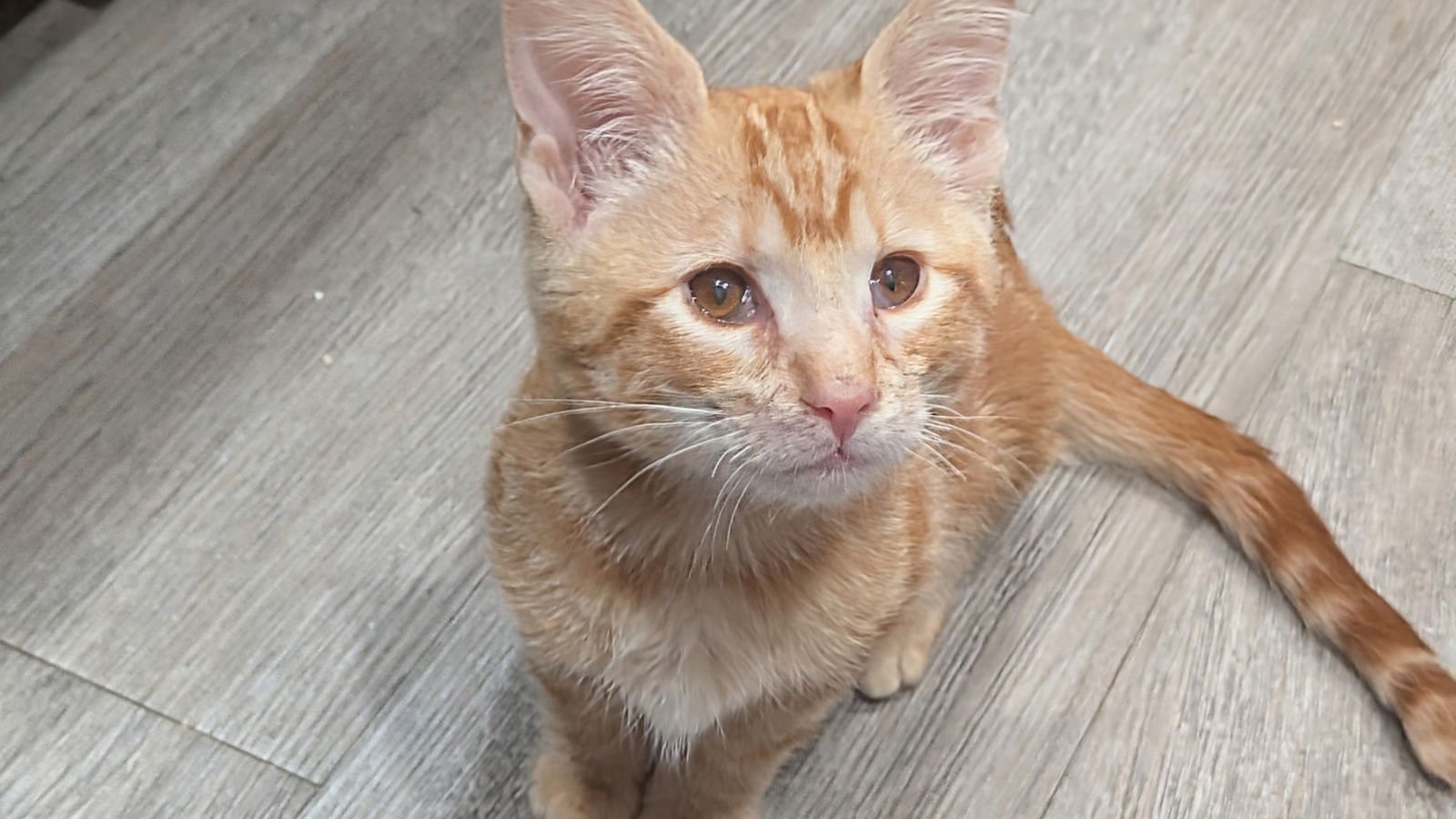 INSPECTOR - Domestic Short Hair available for adoption