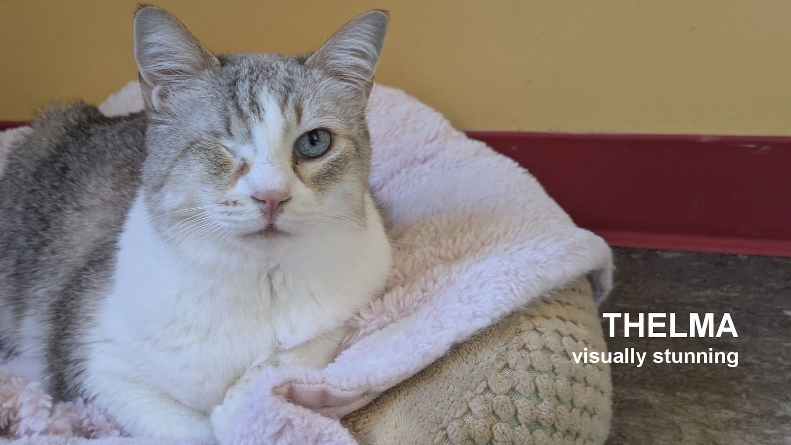 THELMA - Domestic Short Hair available for adoption