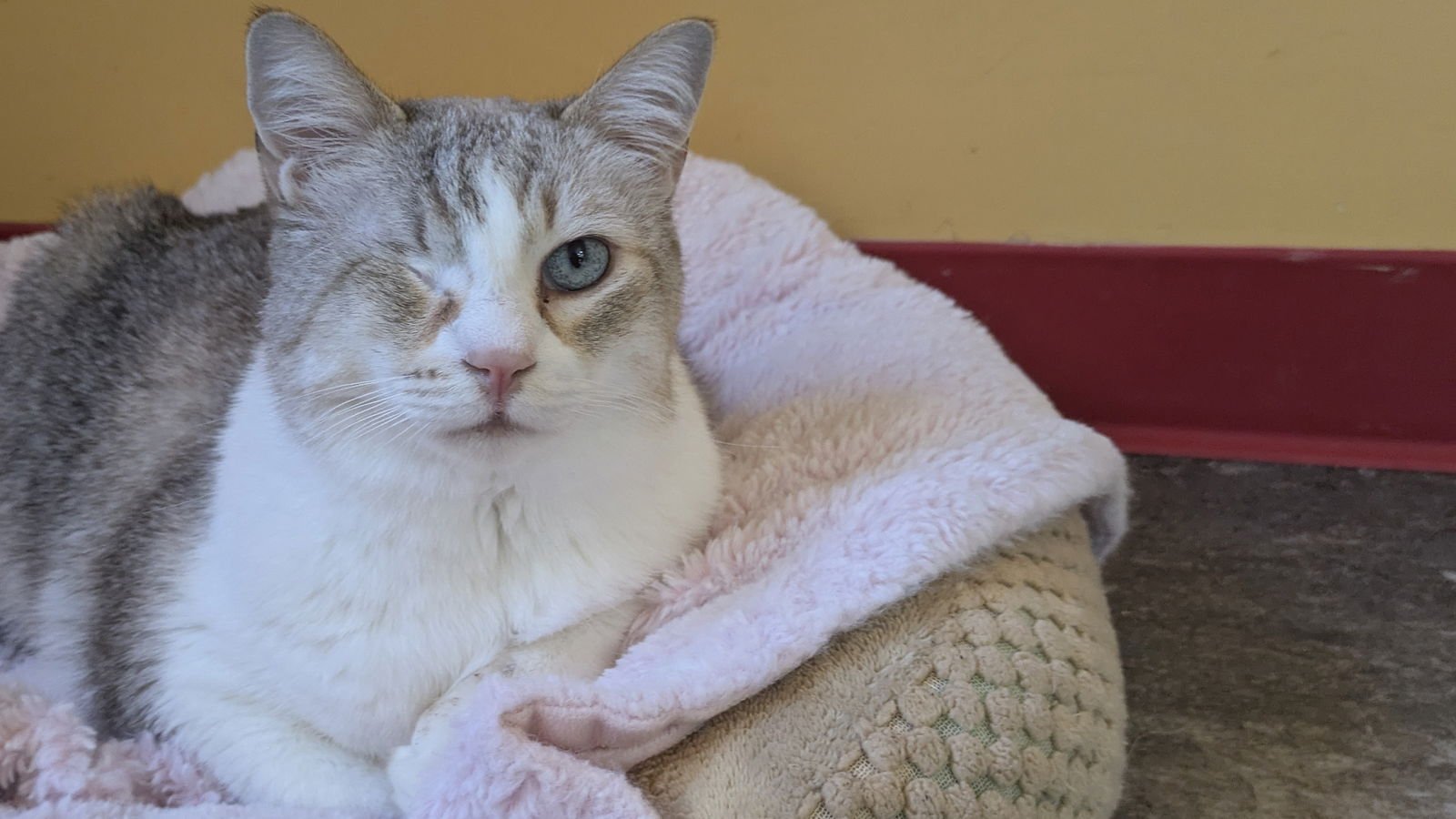 THELMA - Domestic Short Hair available for adoption