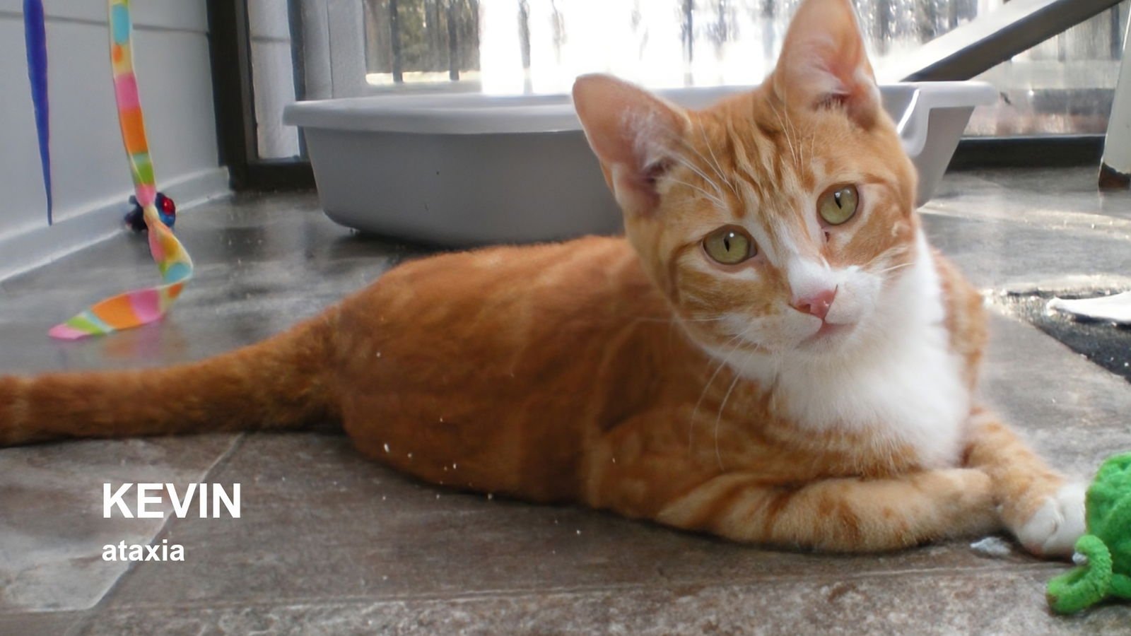 KEVIN - Domestic Short Hair available for adoption