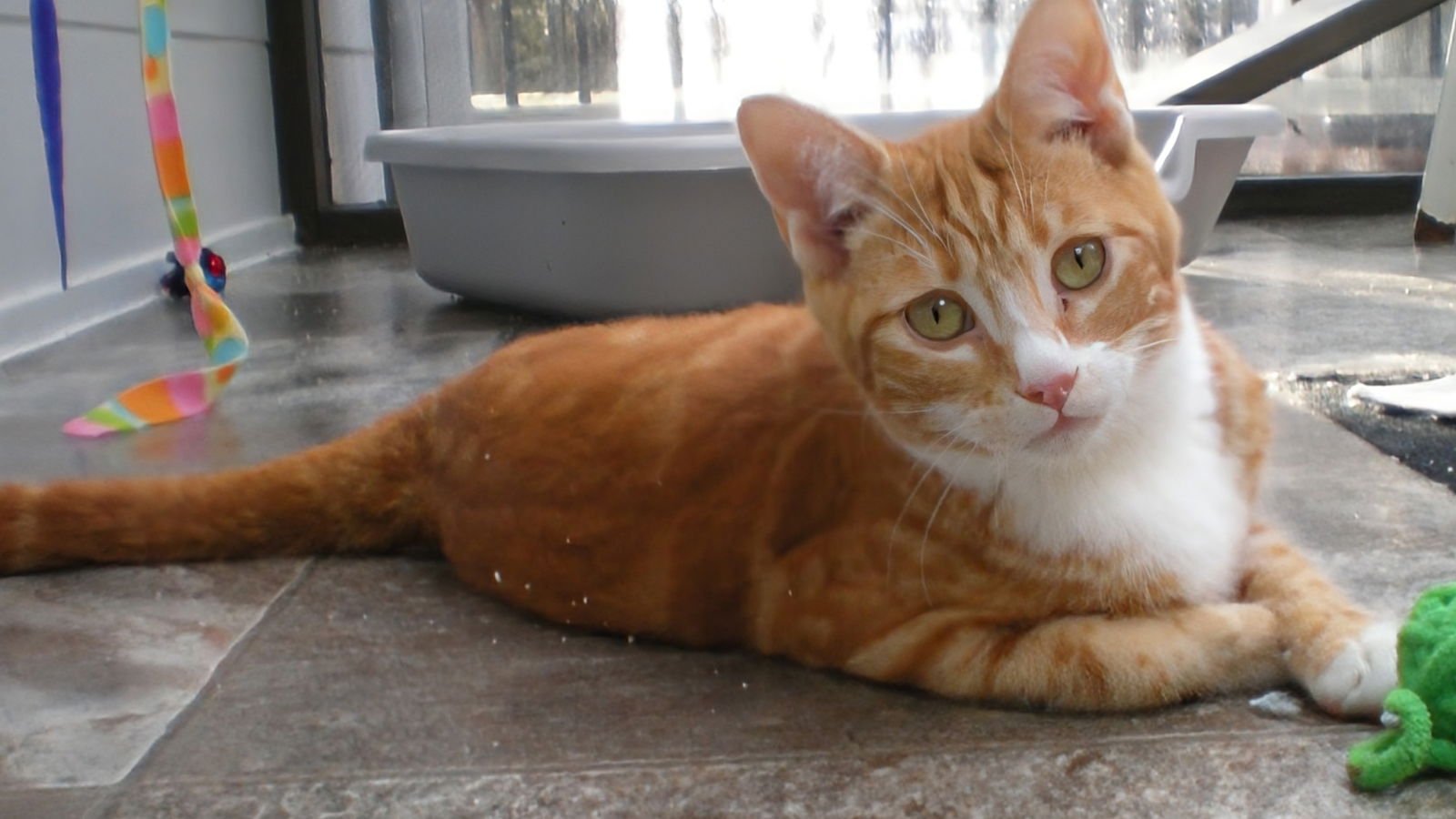 KEVIN - Domestic Short Hair available for adoption