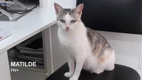 MATILDE - Dilute Calico available for adoption