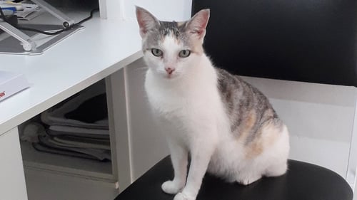 MATILDE - Dilute Calico available for adoption