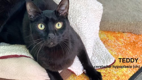 TEDDY III - Domestic Short Hair available for adoption