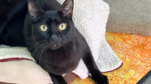 TEDDY III - Domestic Short Hair available for adoption