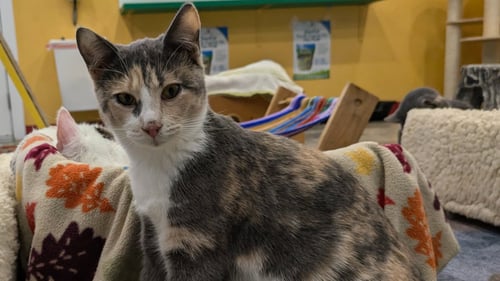 JUNE - Calico available for adoption