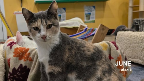 JUNE - Calico available for adoption