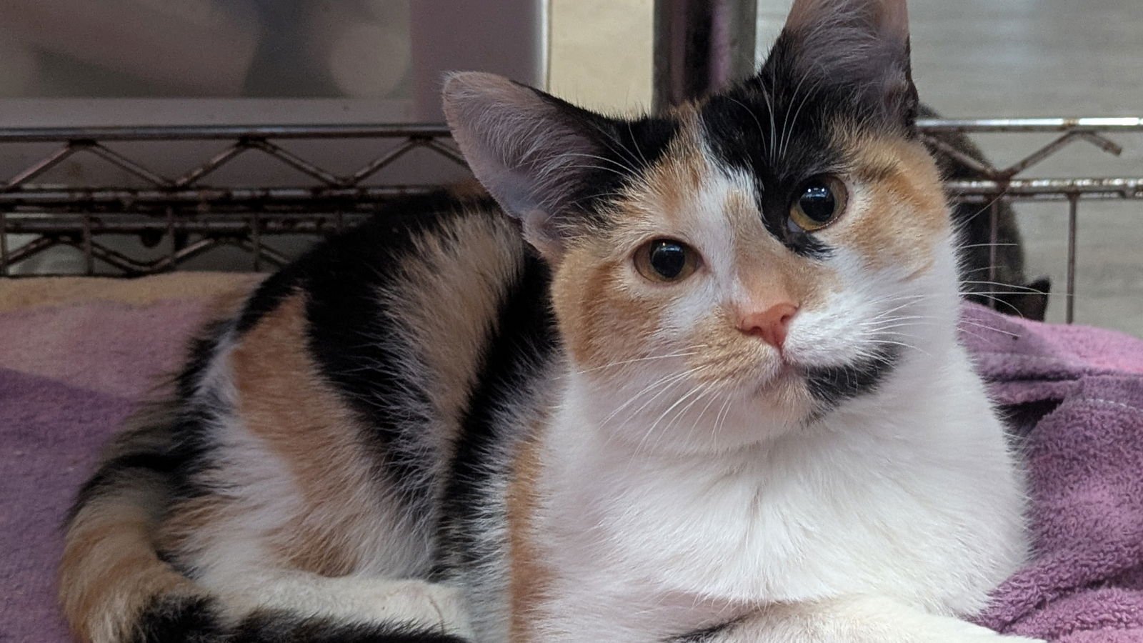 KAEVA - Calico available for adoption