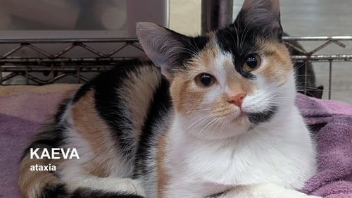 KAEVA - Calico available for adoption