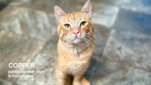 COPPER - Domestic Short Hair available for adoption
