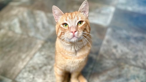 COPPER - Domestic Short Hair available for adoption