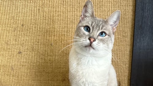 MERLIN - Siamese available for adoption