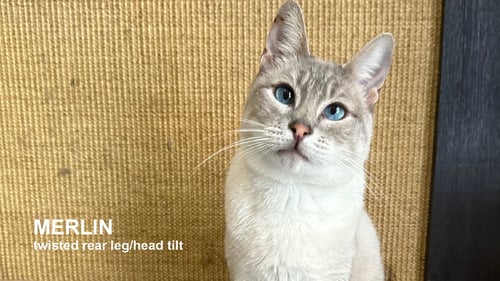 MERLIN - Siamese available for adoption
