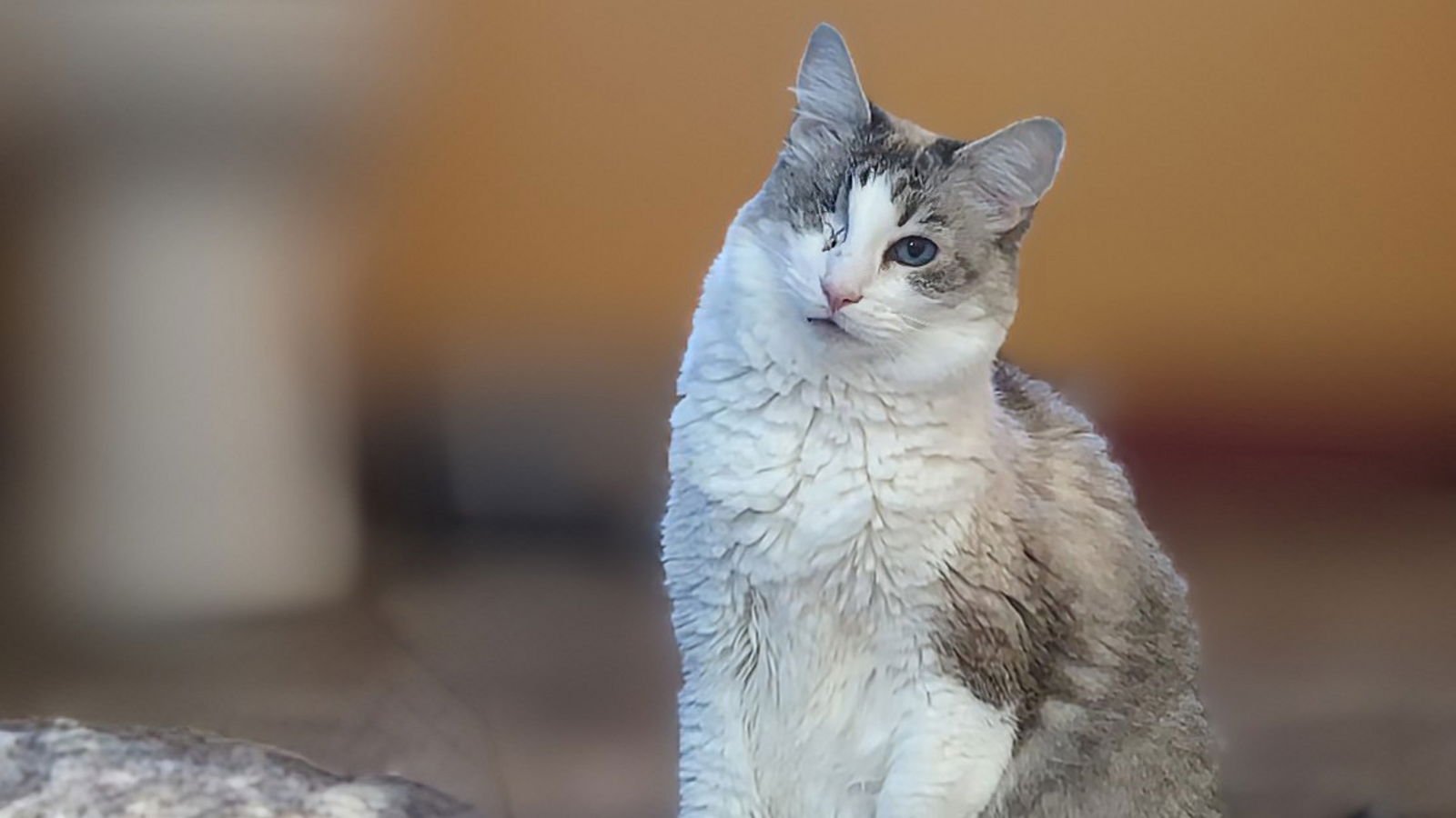 LOUISE - Domestic Short Hair available for adoption