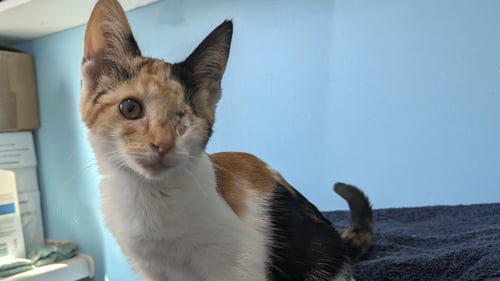 PRINCESS - Calico available for adoption