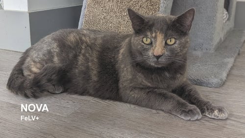 NOVA - Tortoiseshell available for adoption